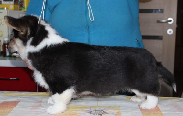 Manson Welsh Corgi Manson Welsh Corgi