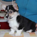 Manson-male-welsh-corgi-puppy-for-sale-1 (2)