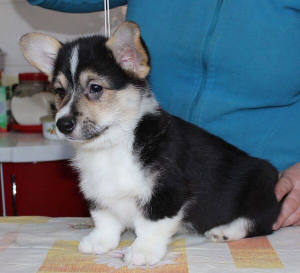 Manson Welsh Corgi Manson Welsh Corgi