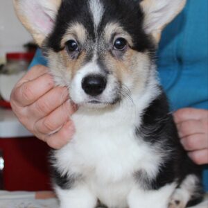 Manson Welsh Corgi Manson Welsh Corgi