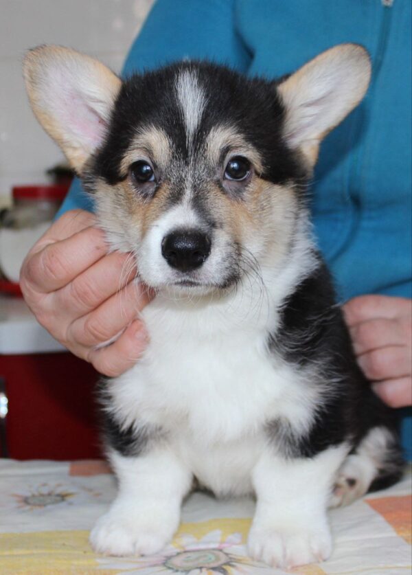 Manson Welsh Corgi Manson Welsh Corgi