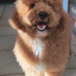 Marcus-male-golden-doodle-puppy-for-sale- (1)