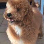 Marcus-male-golden-doodle-puppy-for-sale- (2)