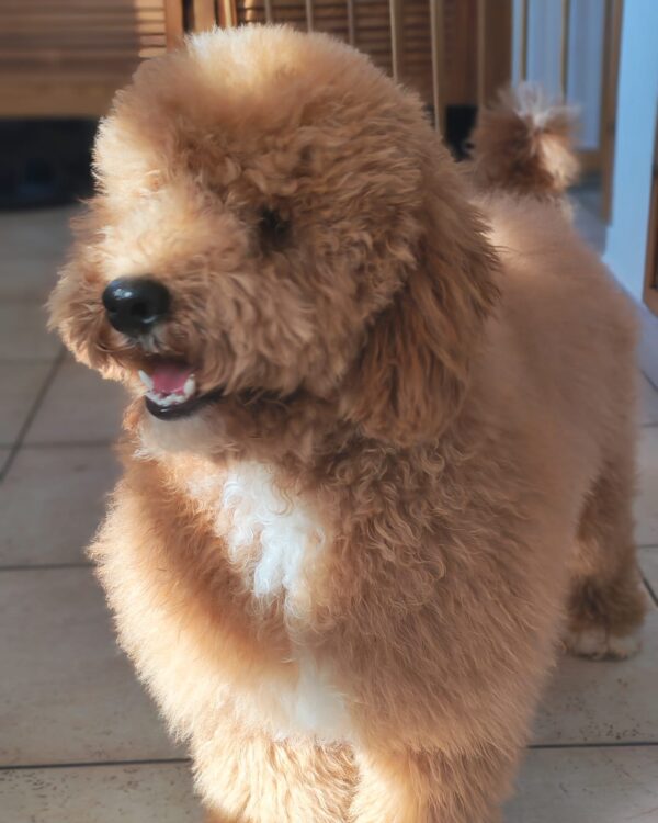 Marcus Goldendoodle Marcus Goldendoodle