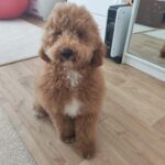 Marcus-male-golden-doodle-puppy-for-sale- (3)