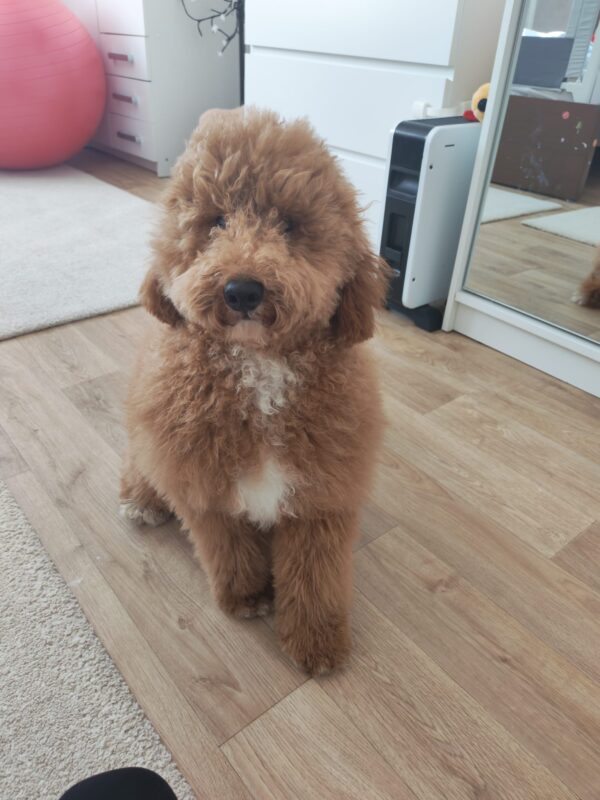 Marcus Goldendoodle Marcus Goldendoodle