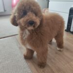 Marcus-male-golden-doodle-puppy-for-sale- (4)