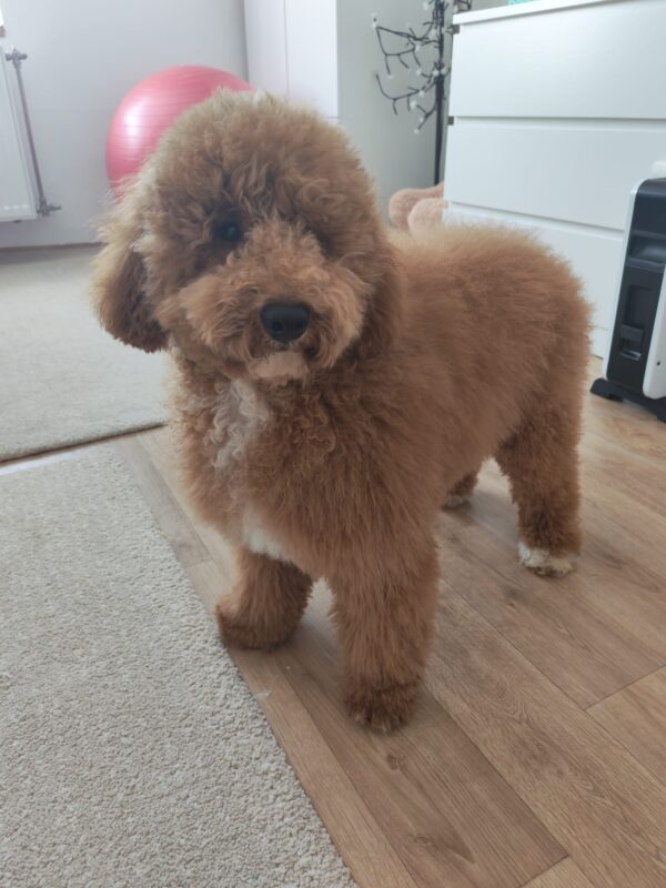 Marcus Goldendoodle Marcus Goldendoodle