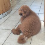 Marcus-male-golden-doodle-puppy-for-sale- (5)