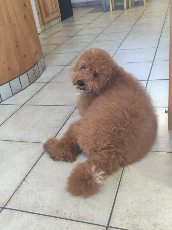 Marcus Goldendoodle Marcus Goldendoodle