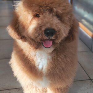 Marcus Goldendoodle Marcus Goldendoodle