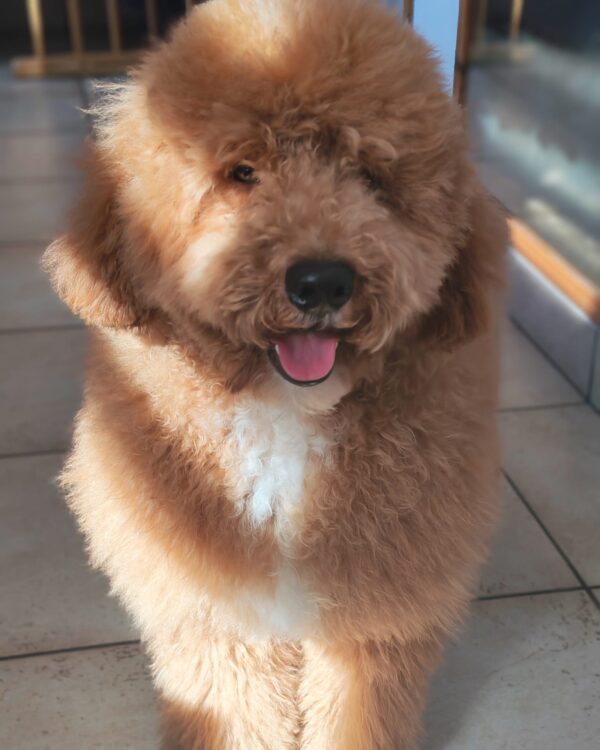 Marcus Goldendoodle Marcus Goldendoodle