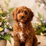 Masik-male-Cavapoo-puppy-for-sale-1