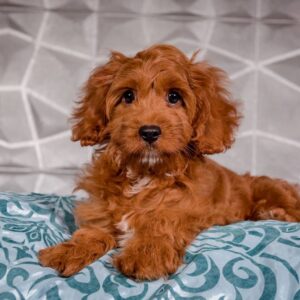 Masik Cavapoo