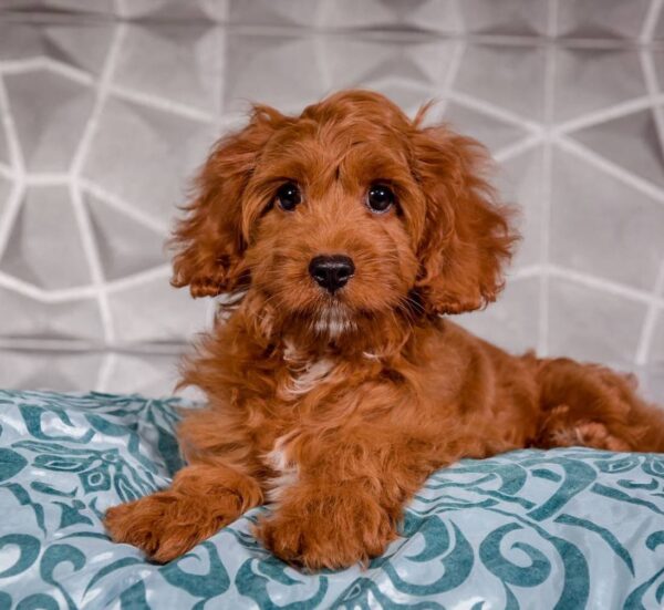 Masik Cavapoo Masik Cavapoo