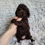 Matias-male-poodle-puppy-for-sale-1