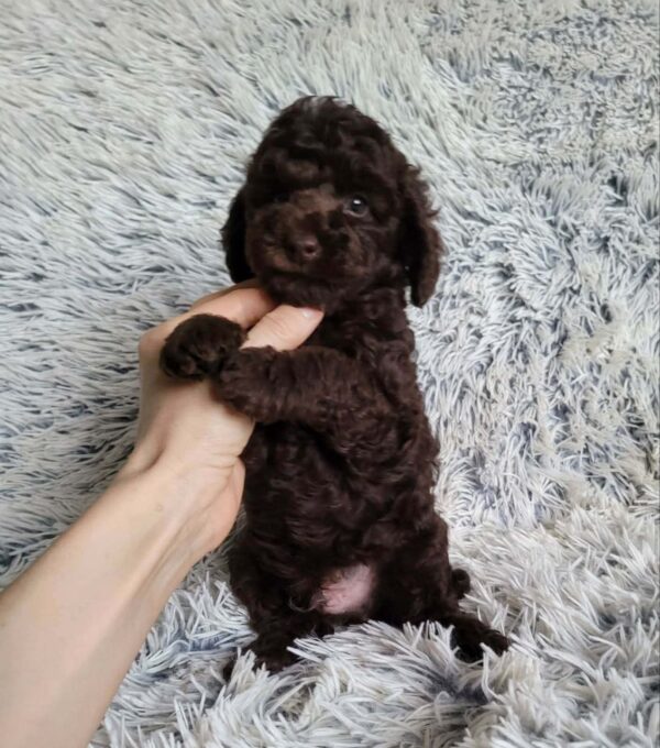 Matias Toy Poodle Matias Toy Poodle