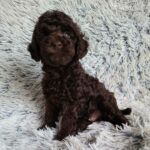 Matias-male-poodle-puppy-for-sale-2