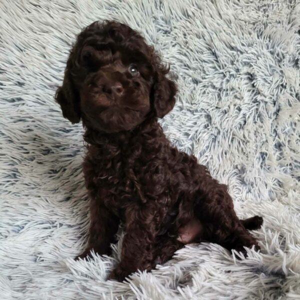 Matias Toy Poodle Matias Toy Poodle