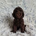 Matias-male-poodle-puppy-for-sale-3