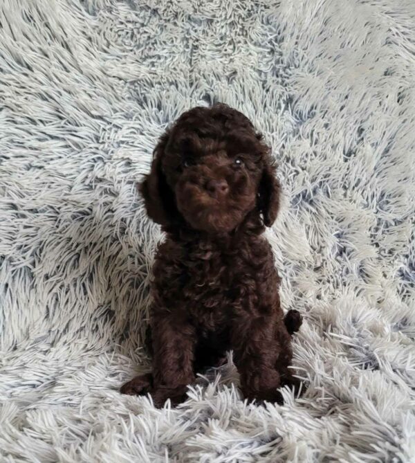 Matias Toy Poodle Matias Toy Poodle