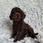Matias-male-poodle-puppy-for-sale-4