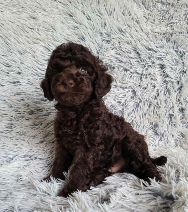 Matias Toy Poodle Matias Toy Poodle