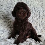 Matias-male-poodle-puppy-for-sale-5
