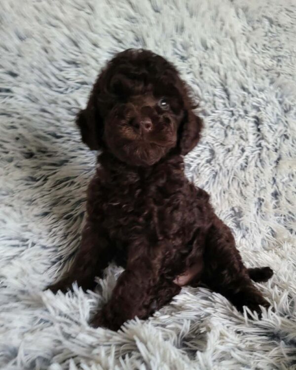 Matias Toy Poodle Matias Toy Poodle