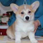 Matryona-female-welsh-corgi-puppy-for-sale-1 (1)