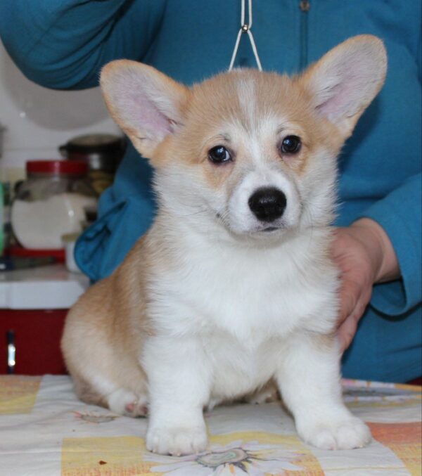 Matryona Welsh Corgi Matryona Welsh Corgi