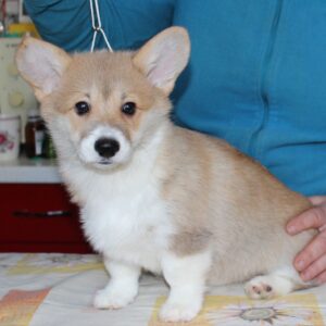 Matryona Welsh Corgi Matryona Welsh Corgi