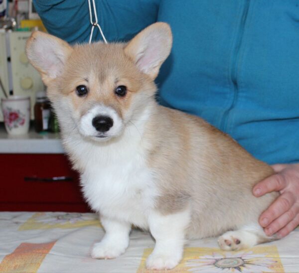 Matryona Welsh Corgi Matryona Welsh Corgi