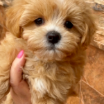 Miffa-female-Maltipoo-puppy-for-sale-1