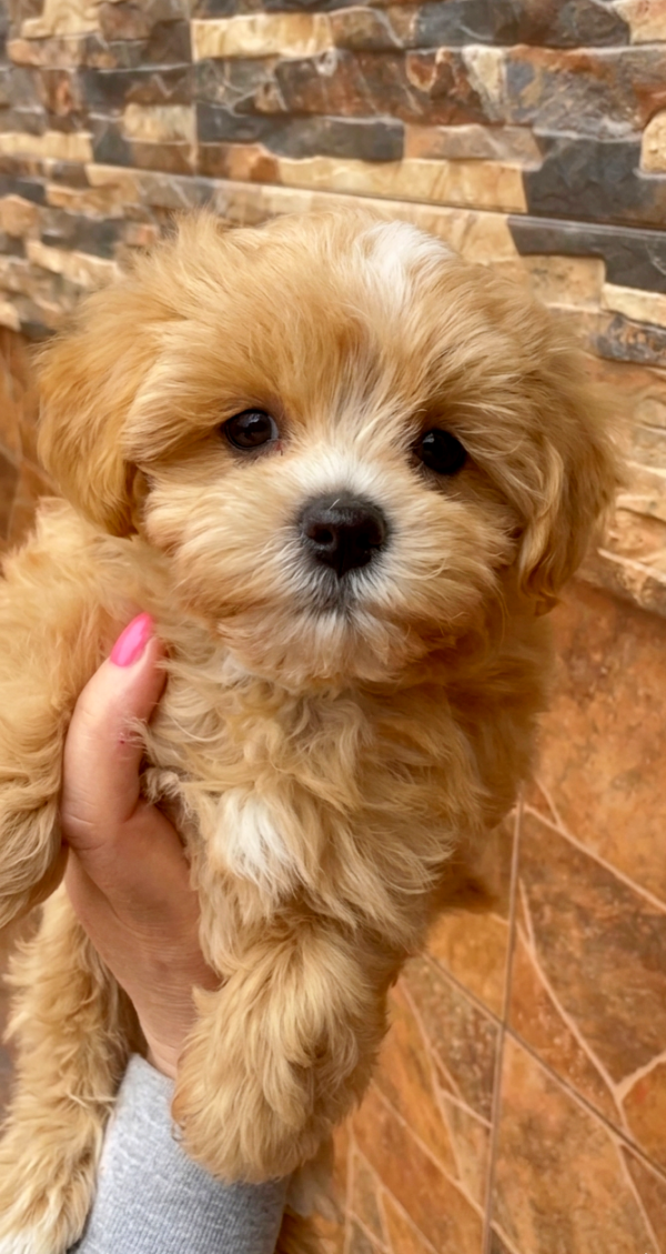 Miffa Maltipoo Miffa Maltipoo