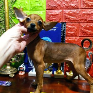 Minka Russian Toy Terrier Minka Russian Toy Terrier