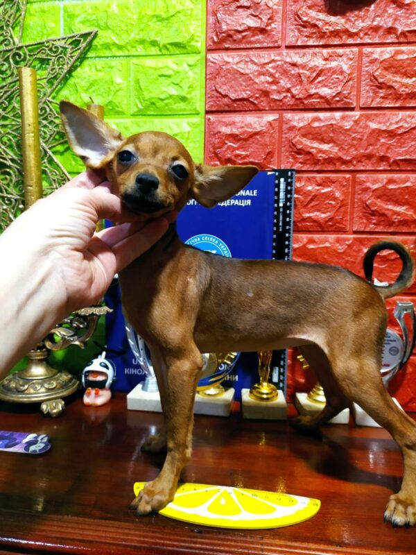 Minka Russian Toy Terrier Minka Russian Toy Terrier