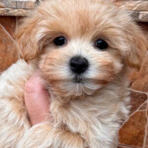 Mirna Maltipoo Mirna Maltipoo