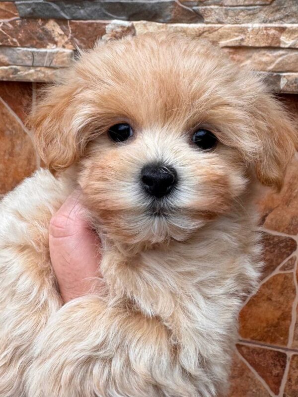 Mirna Maltipoo Mirna Maltipoo