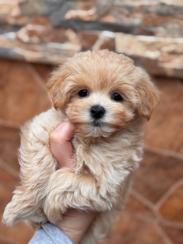 Mirna Maltipoo Mirna Maltipoo