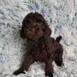 Monats-male-poodle-puppy-for-sale-1