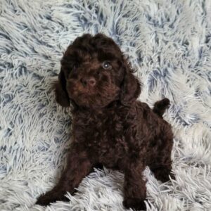 Monats Toy Poodle Monats Toy Poodle
