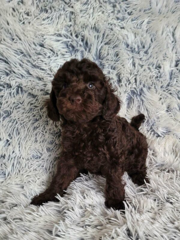 Monats Toy Poodle Monats Toy Poodle