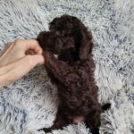Monats-male-poodle-puppy-for-sale-2
