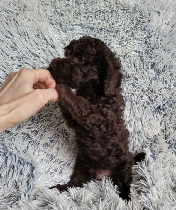 Monats Toy Poodle Monats Toy Poodle