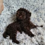 Monats-male-poodle-puppy-for-sale-3