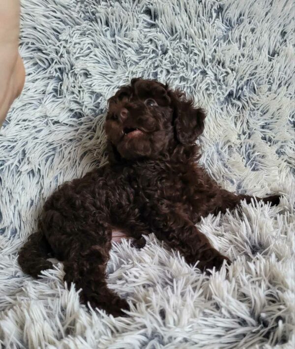 Monats Toy Poodle Monats Toy Poodle