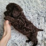 Monats-male-poodle-puppy-for-sale-4