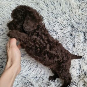 Monats Toy Poodle Monats Toy Poodle