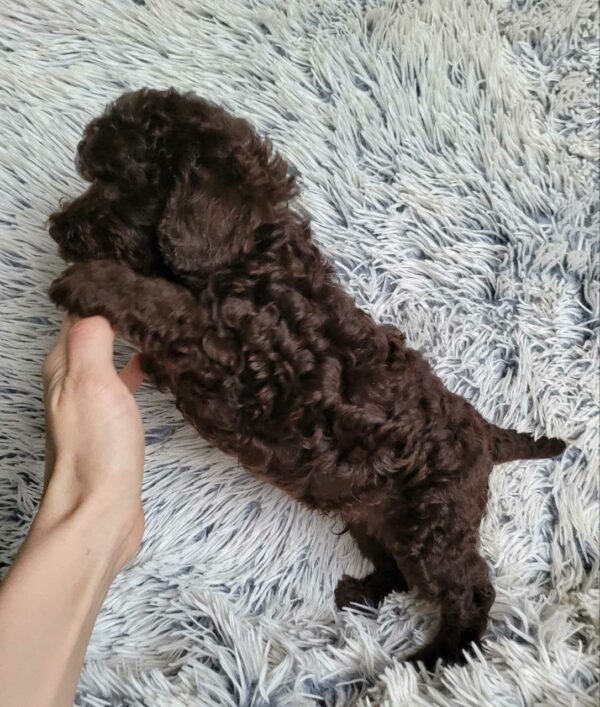 Monats Toy Poodle Monats Toy Poodle